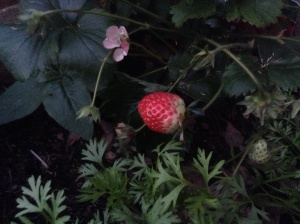 Son's first strawberry